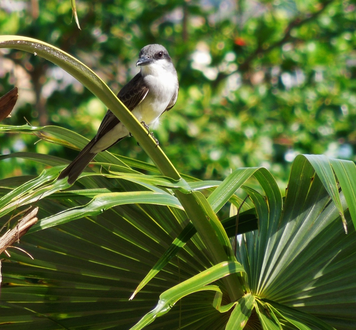 A gray kingbird rests on a palm in Grenada