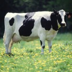 Dairy cow // Wikipedia