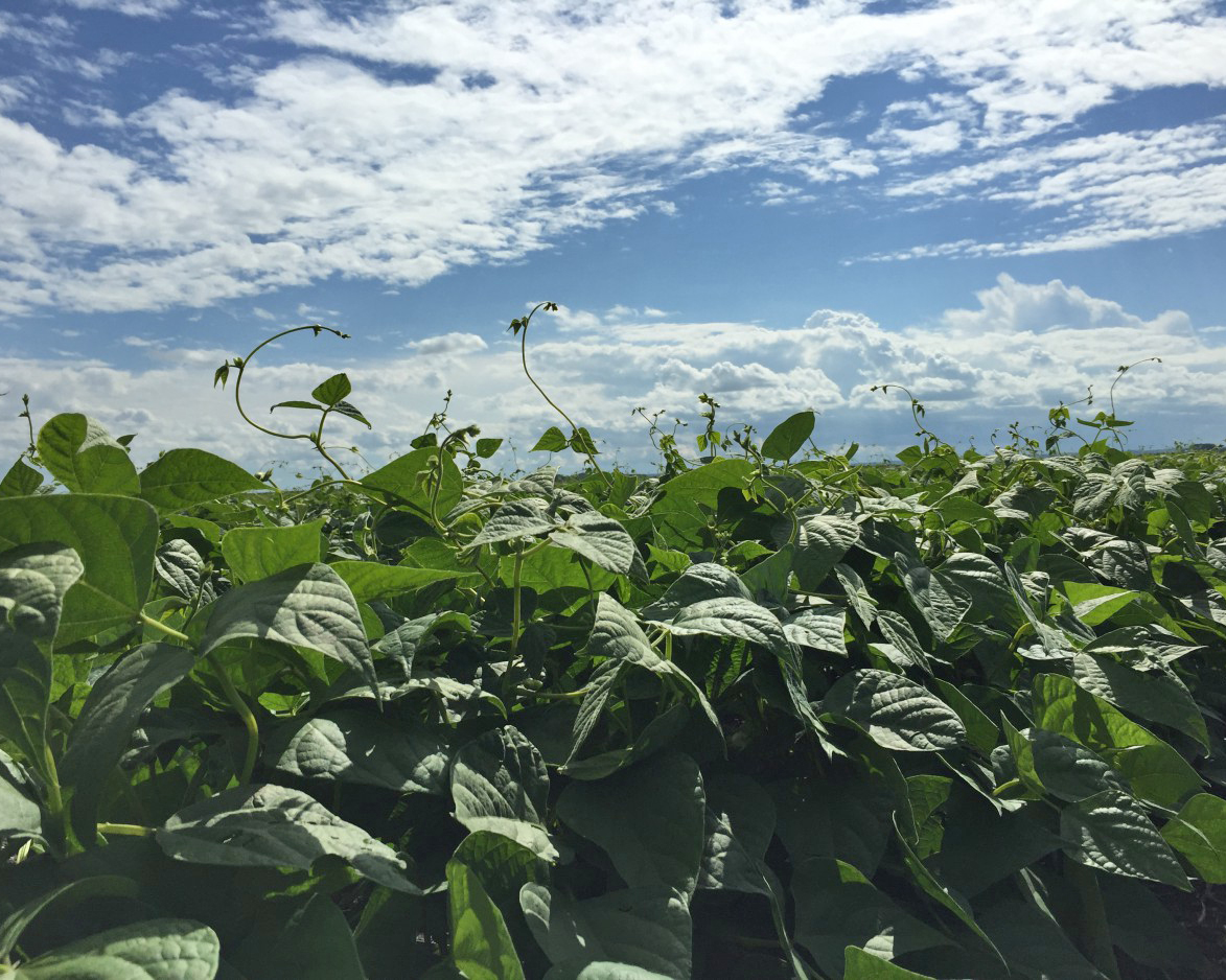 Soybean plants in a sunny field