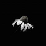 a dying daisy shot against a black background