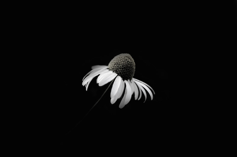 a dying daisy shot against a black background
