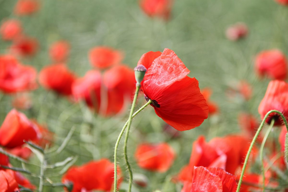 Poppies image from Susanne Nilsson/flickr.