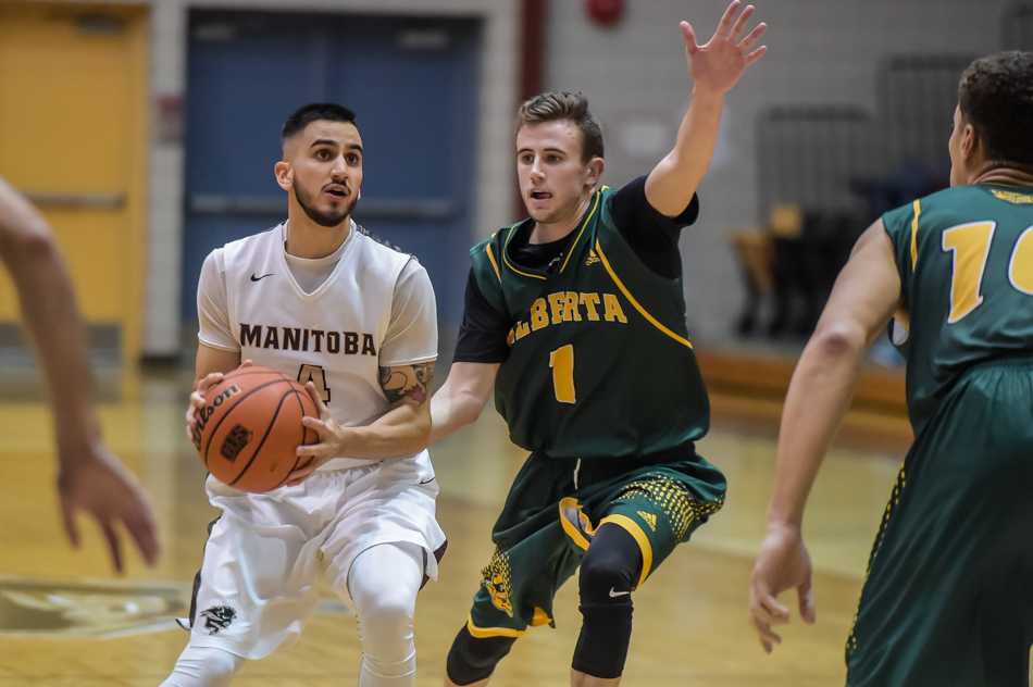 WINNIPEG, MB - MBB vs Alberta Golden Bears November 25: Winnipeg, Manitoba, Canada. Bison Sports