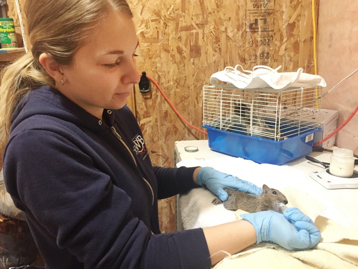 Tiffany Pastrick feeds a squirrel