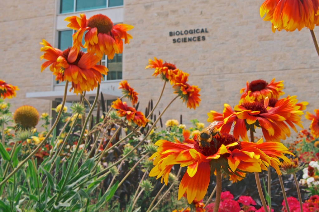 a bee pollinates a flower in front of the Biological Sciences building on the Fort Garry campus