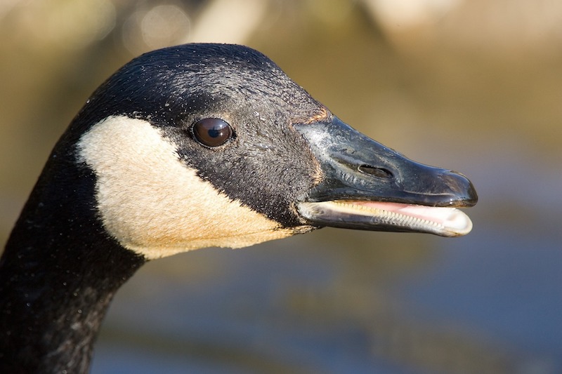 Canada goose, Migration, Habitat & Diet