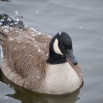 Canadian goose in water with snow sprinkled on its back