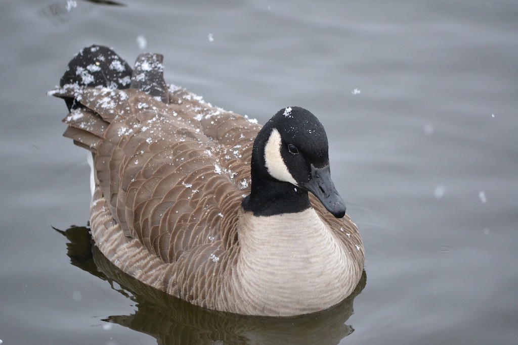 Canadian goose in water with snow sprinkled on its back