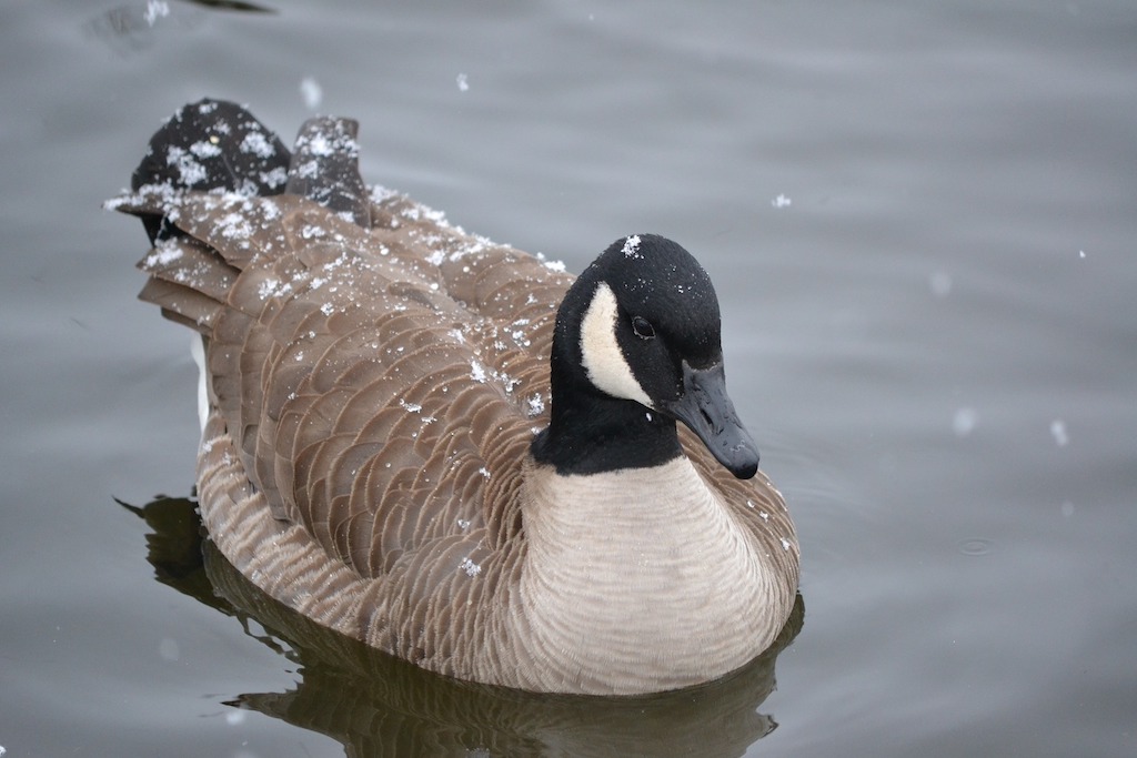 UM Today | Geese are part of our campus community