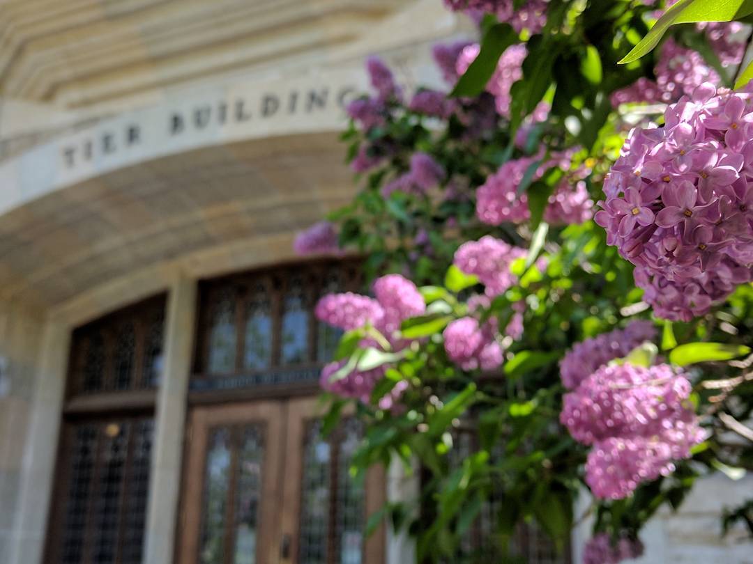 Lilacs in front of Tier Building