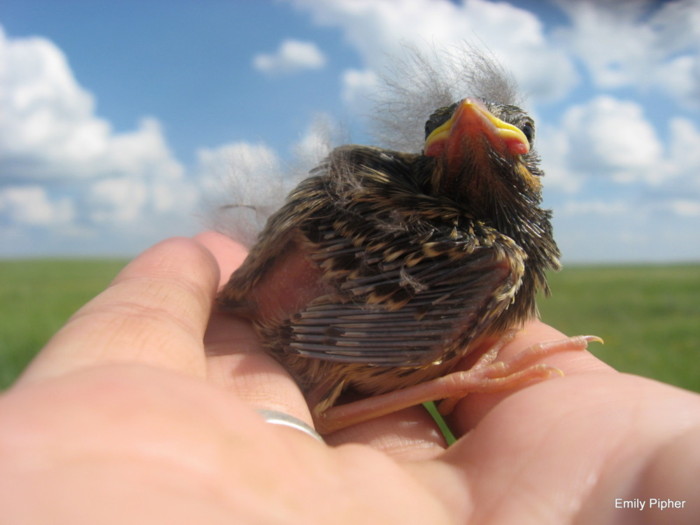 Savannah sparrow chick (the host species that was parasitized by the brown-headed cowbird) by Emily Pipher