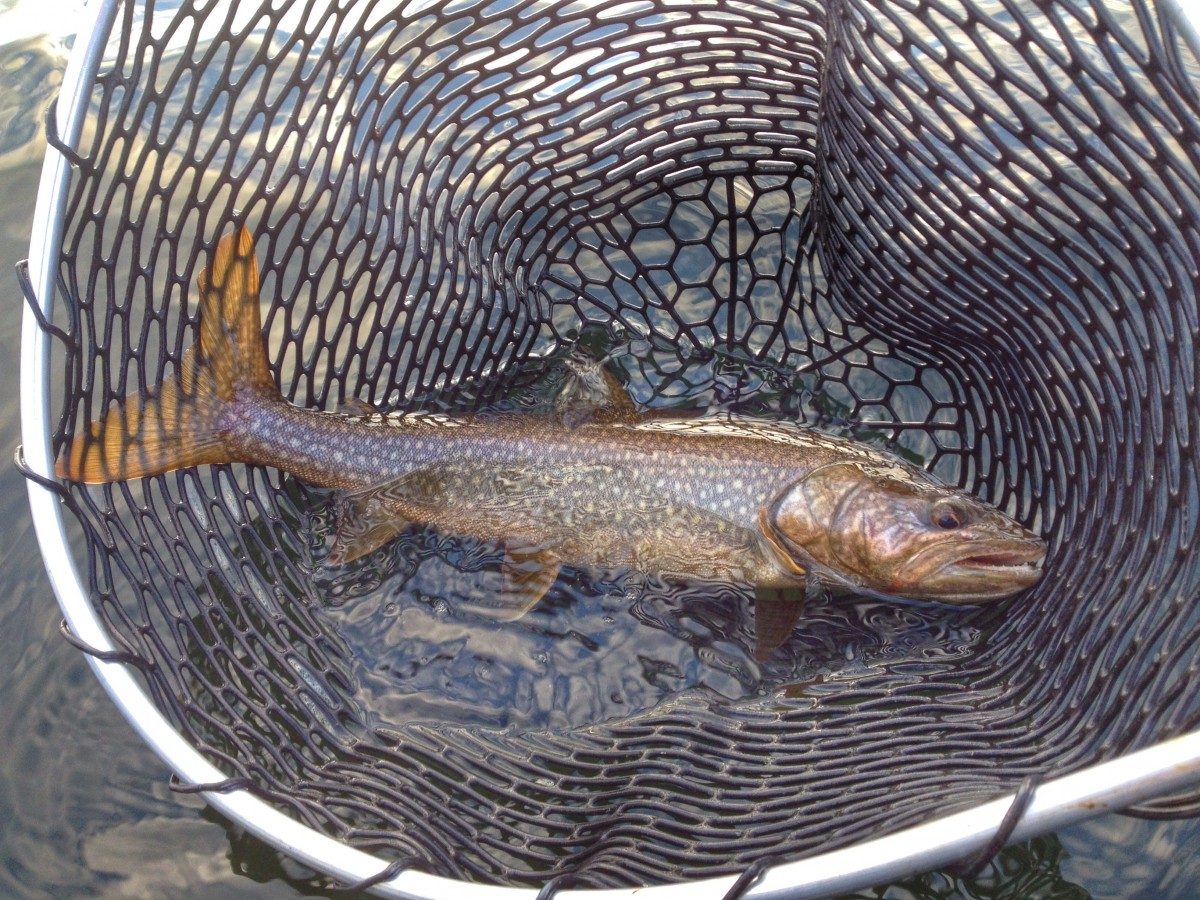 Lake trout caught by researchers