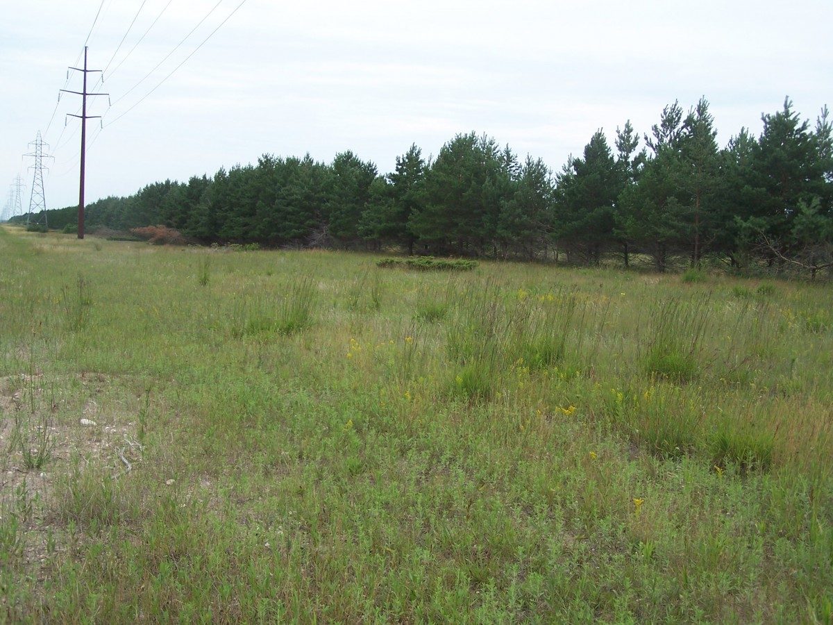 Transmission Line With Native Prairie