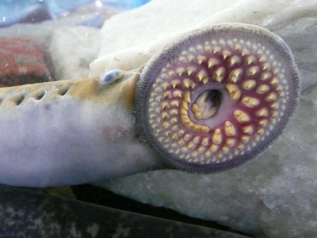 lamprey fish bite