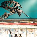 A large archeleon skeleton hangs from the ceiling in the Wallace Building’s Ed Leith Cretaceous Menagerie.