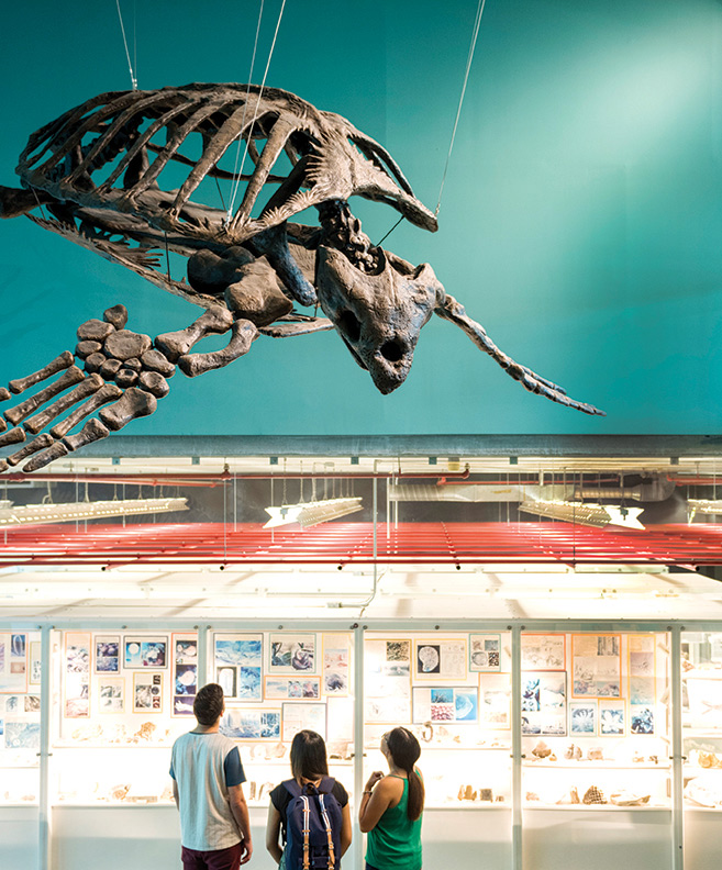 A large archeleon skeleton hangs from the ceiling in the Wallace Building’s Ed Leith Cretaceous Menagerie.