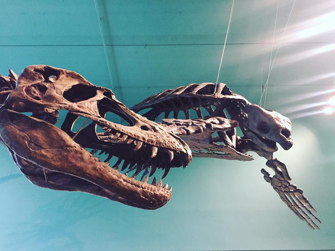 Cool Instagram capture of the by Ed Leith Cretaceous Menagerie in the Wallace Building by @um.seses (Society for Earth Sciences and Environmental Students).