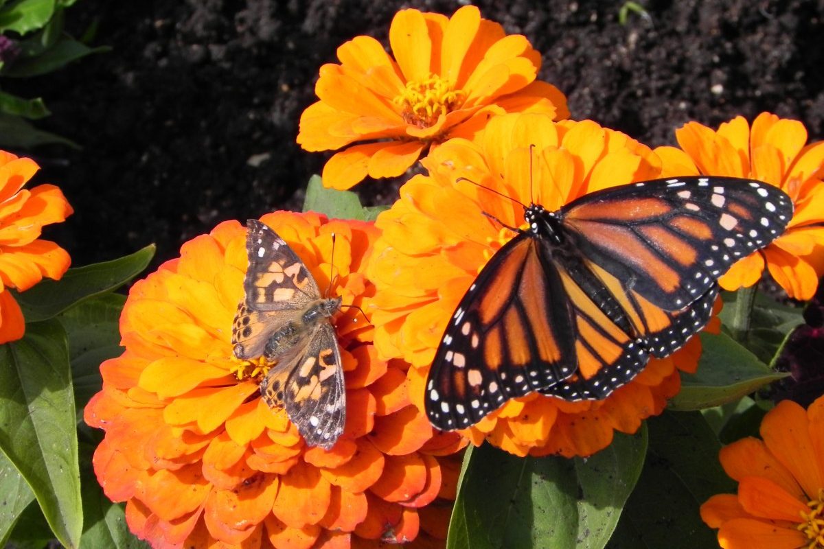 Butterflies feeding on orange zinnias at the opening of the Shirley Richardson Butterfly Garden on 23 June 2011. Photo credit: J. Marcus