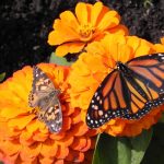 Butterflies feeding on orange zinnias at the opening of the Shirley Richardson Butterfly Garden on 23 June 2011. Photo credit: J. Marcus