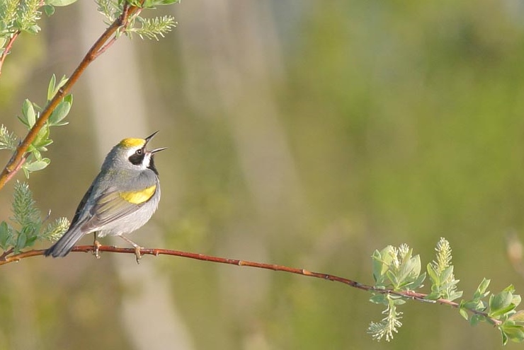 Golden-winged Warbler // Photo: Christian Artuso