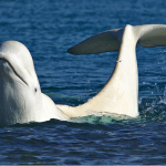 a beluga whale on the water's surface