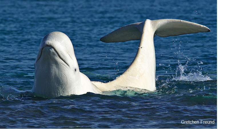 Beluga Whales Eating Fish