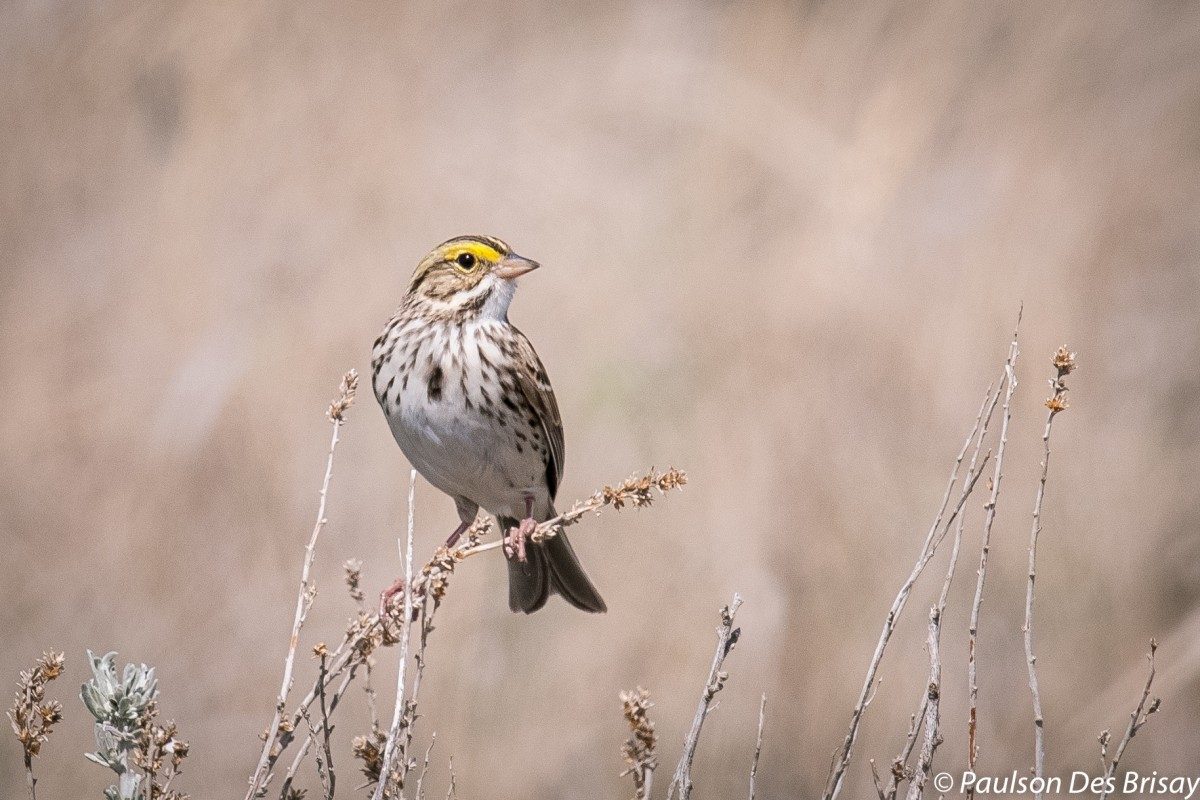 Savannah Sparrow // Photo: Paulson Des Brisay