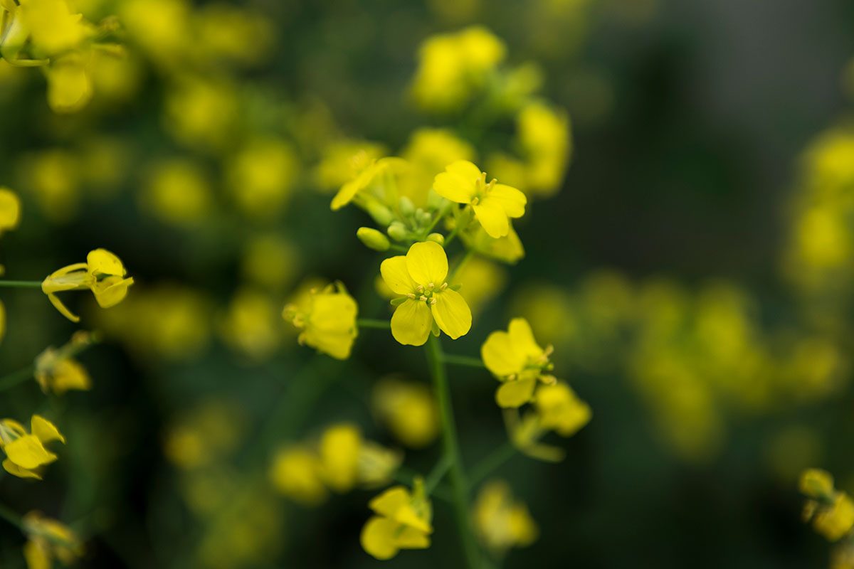 Canola plants.