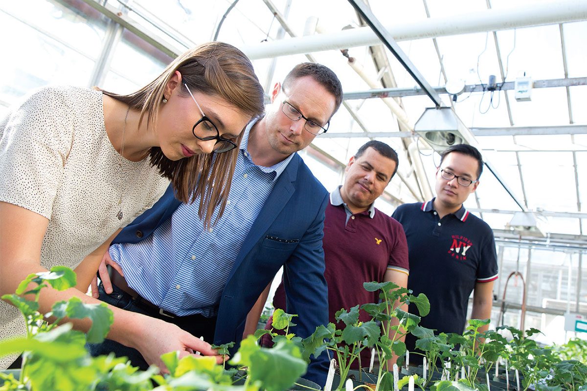 Ashley Ammeter, Robert Duncan, Mohamed Elhiti and Kenny So examining populations in the greenhouse that vary for seed storage protein content. // Photo by Mike Latschislaw