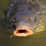 Carp in Lake Winnipeg may have ingested microplastic particles