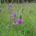 Purple prairie clover is a common forb planted in native grass mixes.