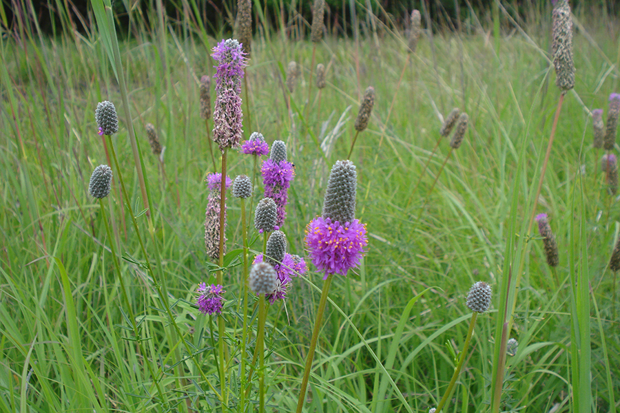 Purple prairie clover is a common forb planted in native grass mixes.
