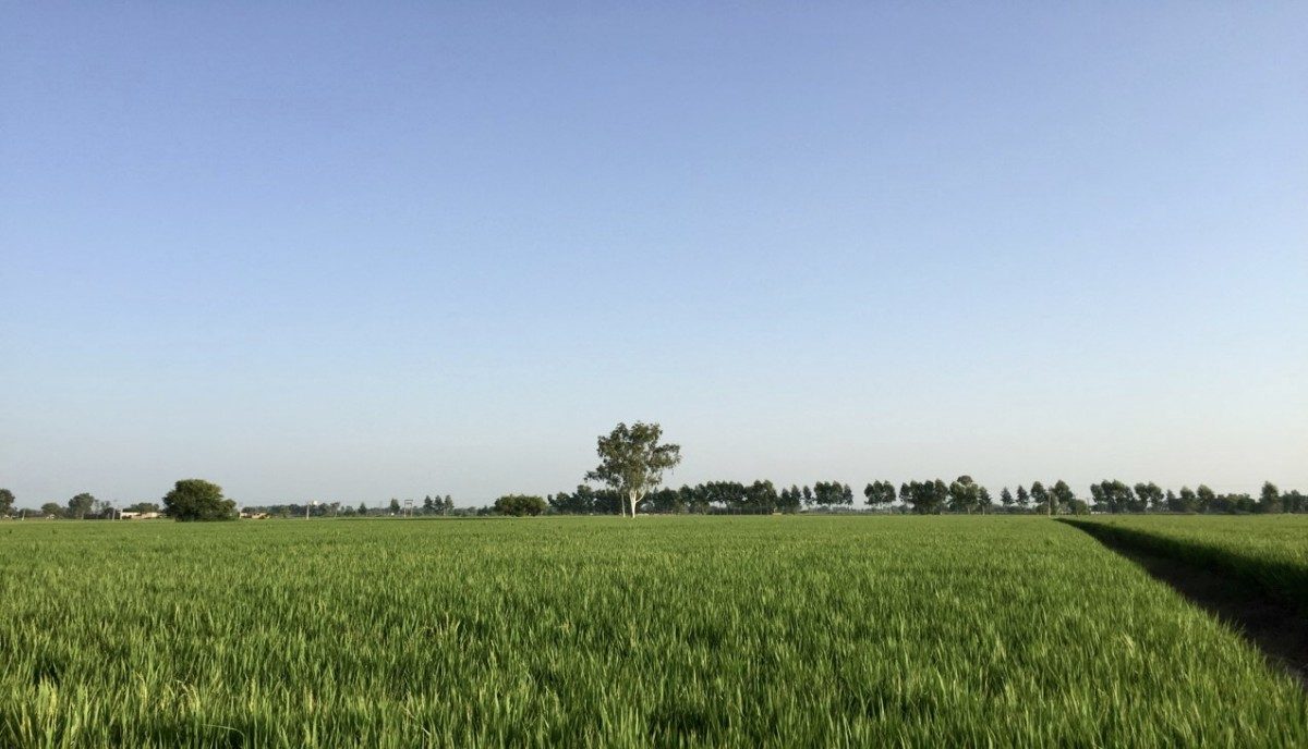 Neelinder Singh Mann's family farm in Punjab