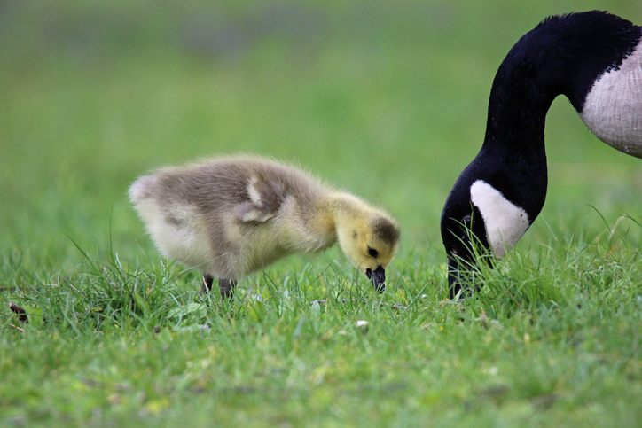 A mother and gosling.