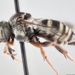 The Gibbis Bee
