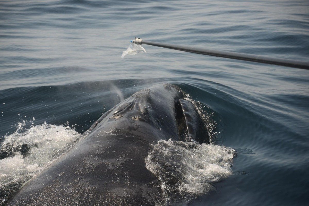 PHOTOGRAPH COURTESY ANDERSON CABOT CENTER FOR OCEAN LIFE, NEW ENGLAND AQUARIUM