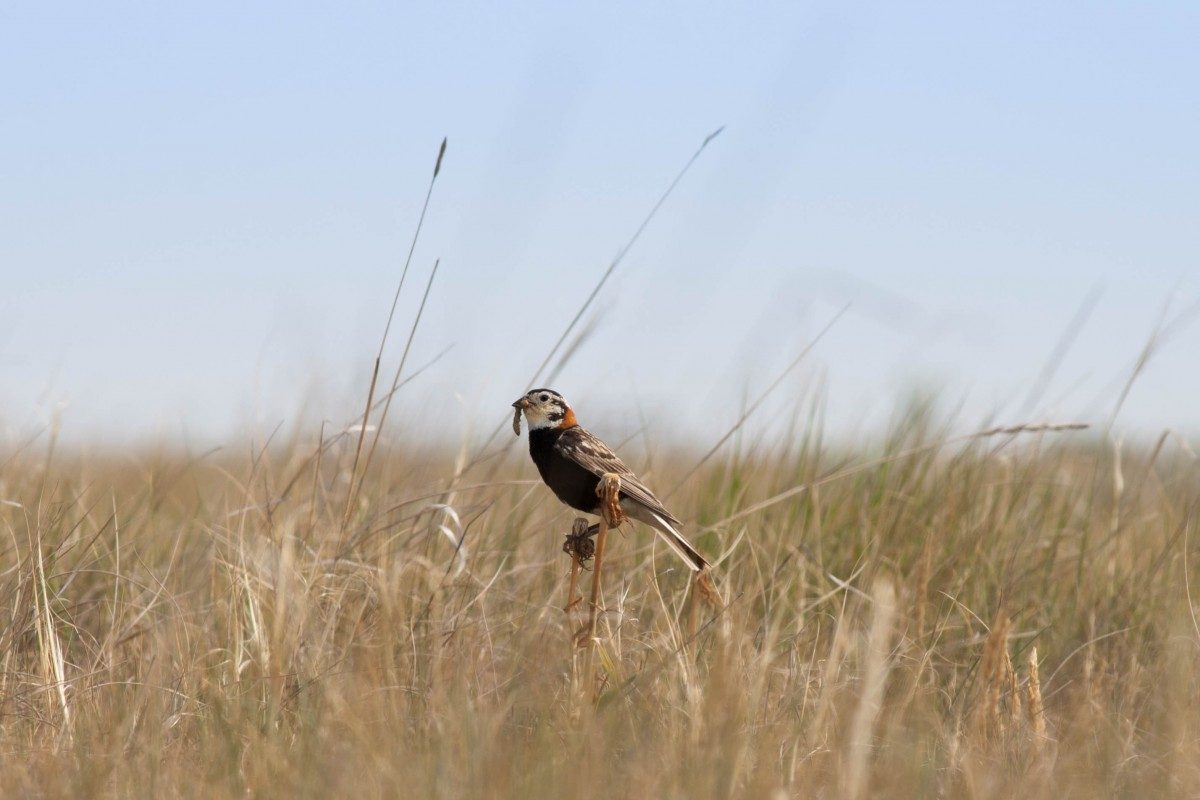 The endangered chestnut-collared longspur // Photo: Jennie Horvat