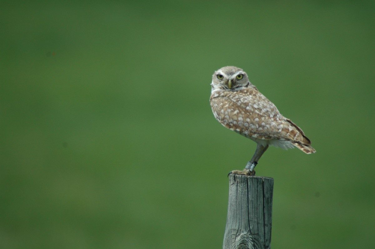 The burrowing owl // Photo: Jennie Horvat