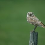 The burrowing owl // Photo: Jennie Horvat