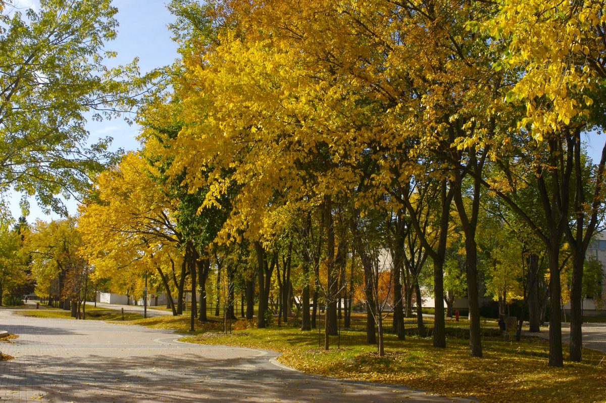 Fall campus shot