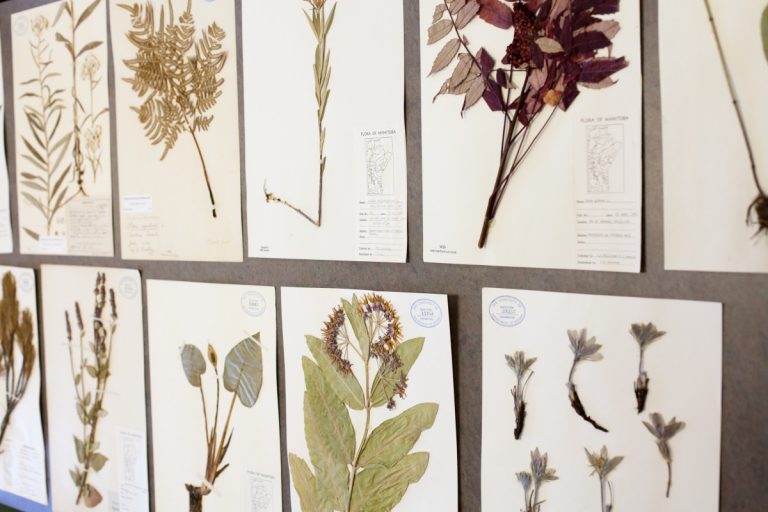 UM Today Faculty of Science Dry Media IV A Herbarium Art Exhibit
