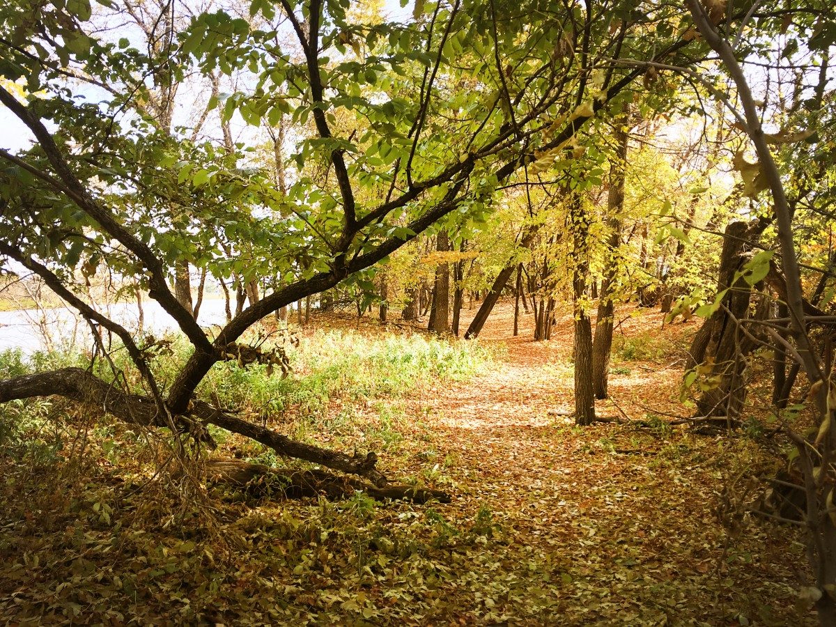 Point Lands Forest