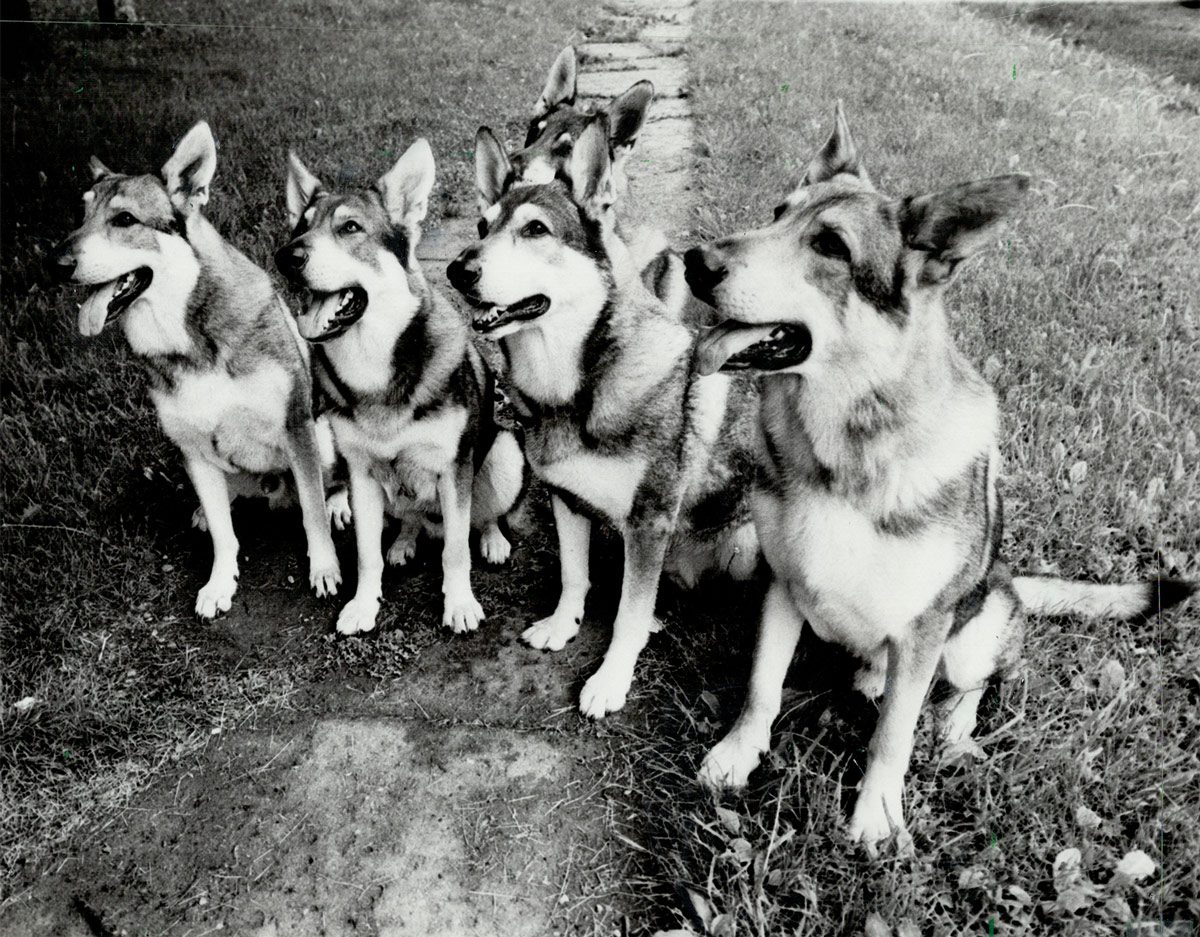 Five dogs took turns as lead of The Littlest Hobo. // photo by Al Dunlop/Getty Images