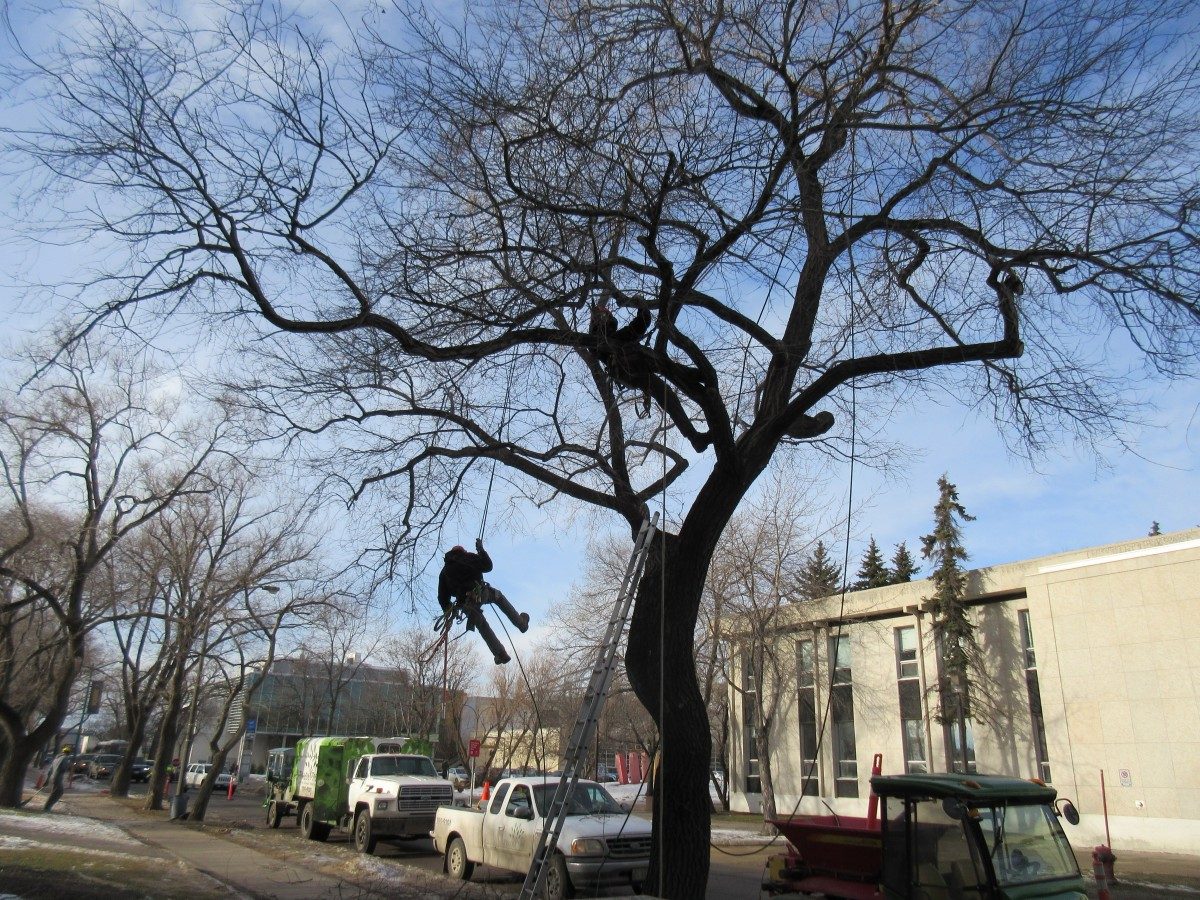 arborists work on trees