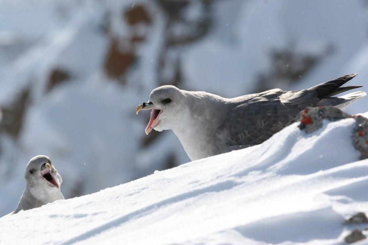 The northern fulmar, bird of prey // Image: Mark Mallory