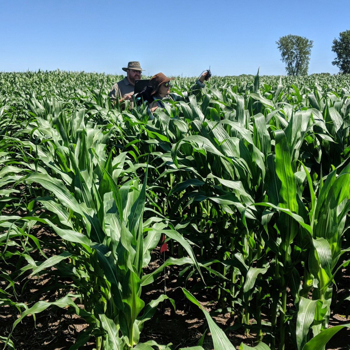 researchers in corn field
