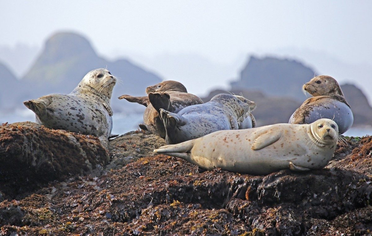 Sea lions in repose