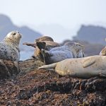 Sea lions in repose