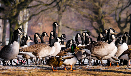 An image of a flock of Canada geese on the ground..