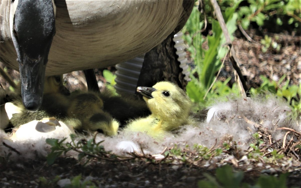 A gosling looks up at its mother goose from the nest.